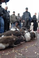Является ли «Братство» филиалом СБУ? 1 54059